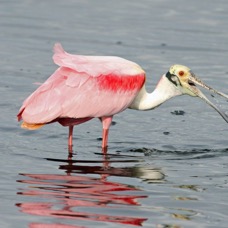 SPOONBILL. ROSEATE  2009  (1) Merritt Island.JPG