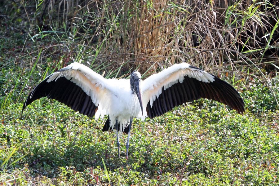 STORK   WOOD    2009   Everglades.JPG