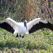 STORK   WOOD    2009   Everglades.JPG