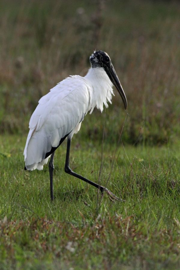 STORK..   WOOD   2014.JPG