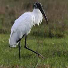 STORK..   WOOD   2014.JPG