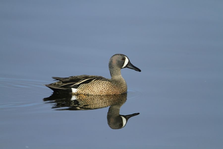 TEAL... BLUE WINGED   2014 Viera Wetlands.JPG