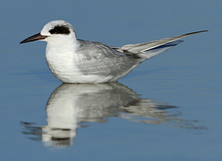 TERN.  FORSTERS non breeding    2013 Fort de Soto.jpg