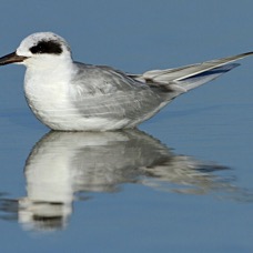 TERN.  FORSTERS non breeding    2013 Fort de Soto.jpg