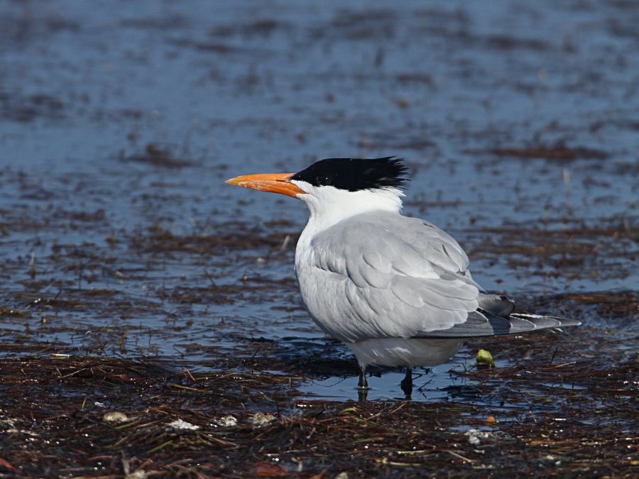 TERN...           ROYAL  breeding  2013.jpg