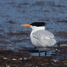 TERN...           ROYAL  breeding  2013.jpg