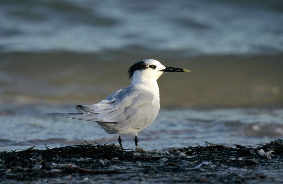 TERN... SANDWICH   2001. Sanibel Island..jpg