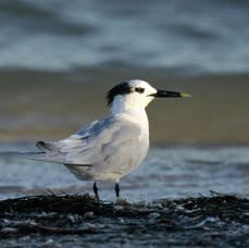 TERN... SANDWICH   2001. Sanibel Island..jpg