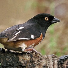 TOWHEE.  EASTERN    2001. Oscar Scherer S.P..jpg