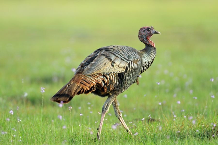 TURKEY..  WILD    2014.JPG