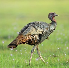 TURKEY..  WILD    2014.JPG