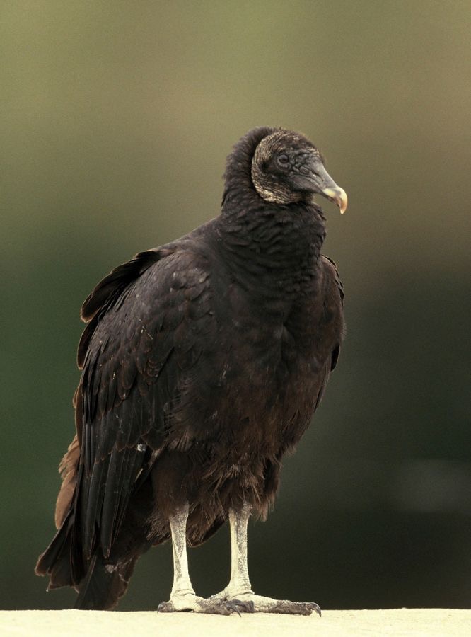 VULTURE.     BLACK 2001 .. Myakka River.S.P..jpg