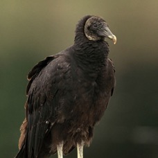 VULTURE.     BLACK 2001 .. Myakka River.S.P..jpg