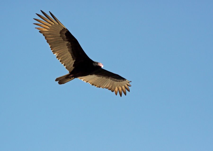 VULTURE.  TURKEY.  2009 Myakka River S.P..JPG
