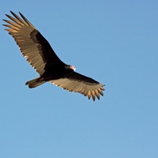 VULTURE.  TURKEY.  2009 Myakka River S.P..JPG
