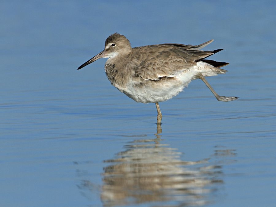 WILLET.   2013.  Fort de Soto..jpg