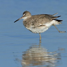 WILLET.   2013.  Fort de Soto..jpg