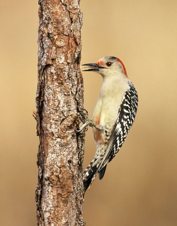 WOODPECKER RED BELLIED  female 2001..jpg