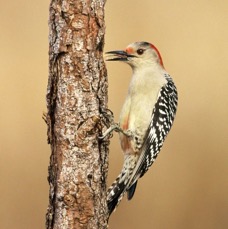 WOODPECKER RED BELLIED  female 2001..jpg