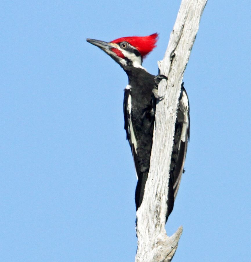 WOODPECKER.  PILEATED        male  2013.JPG