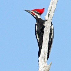 WOODPECKER.  PILEATED        male  2013.JPG