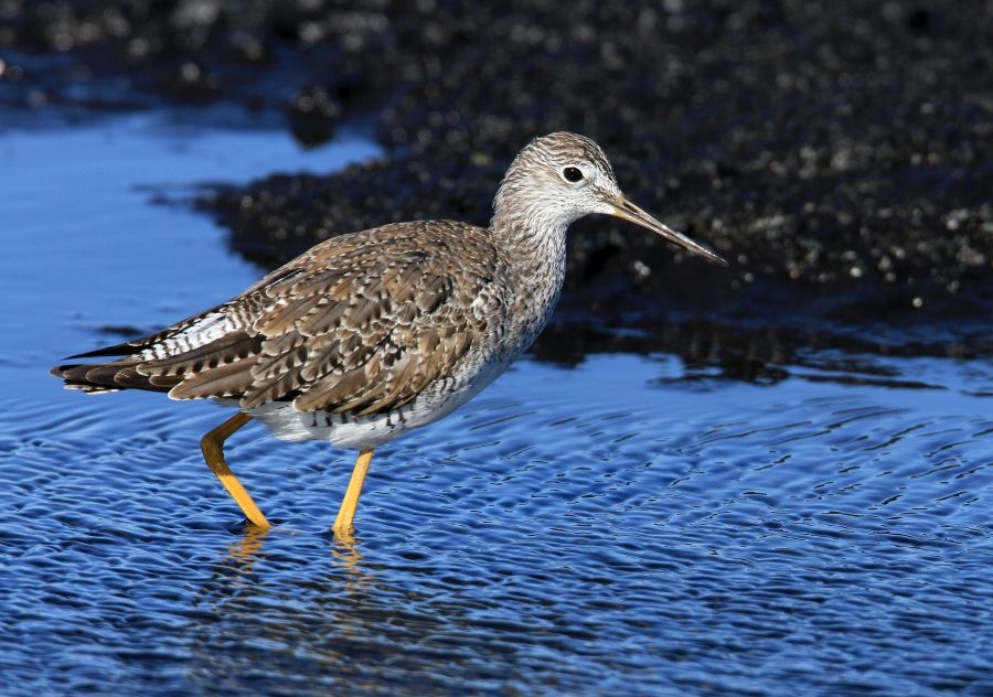 YELLOWLEGS.  LESSER  2013.JPG