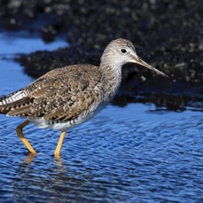 YELLOWLEGS.  LESSER  2013.JPG