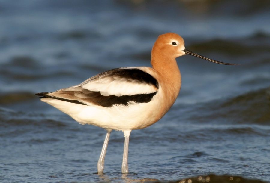 AVOCET.. AMERICAN.   Bolivar Flats.JPG
