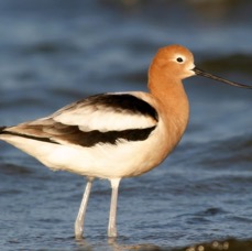 AVOCET.. AMERICAN.   Bolivar Flats.JPG