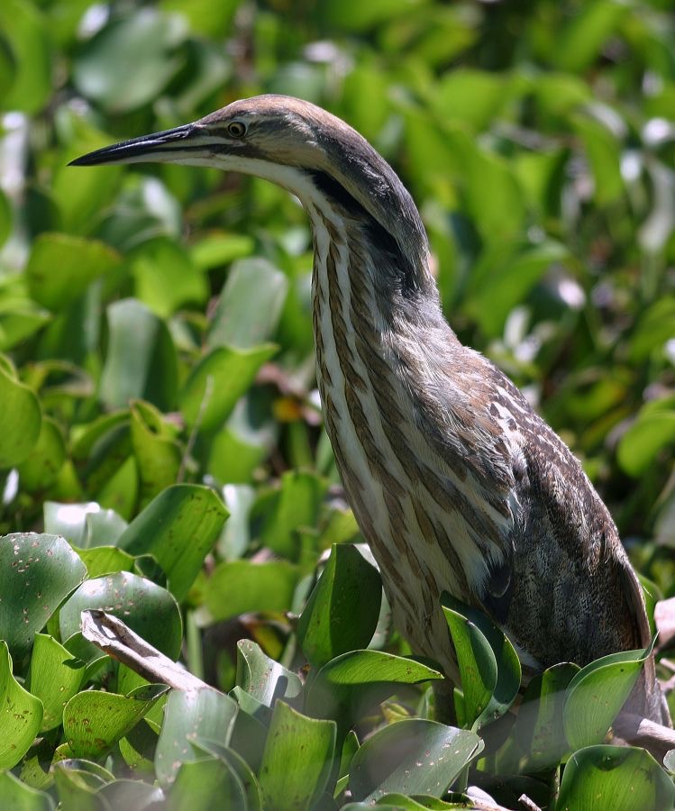 BITTERN. AMERICAN      Brazos Bend.jpg
