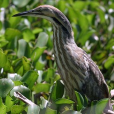 BITTERN. AMERICAN      Brazos Bend.jpg