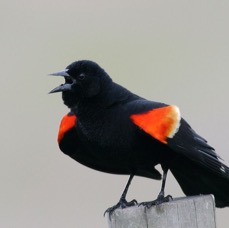 BLACKBIRD.     RED WINGED     Anahuac.jpg
