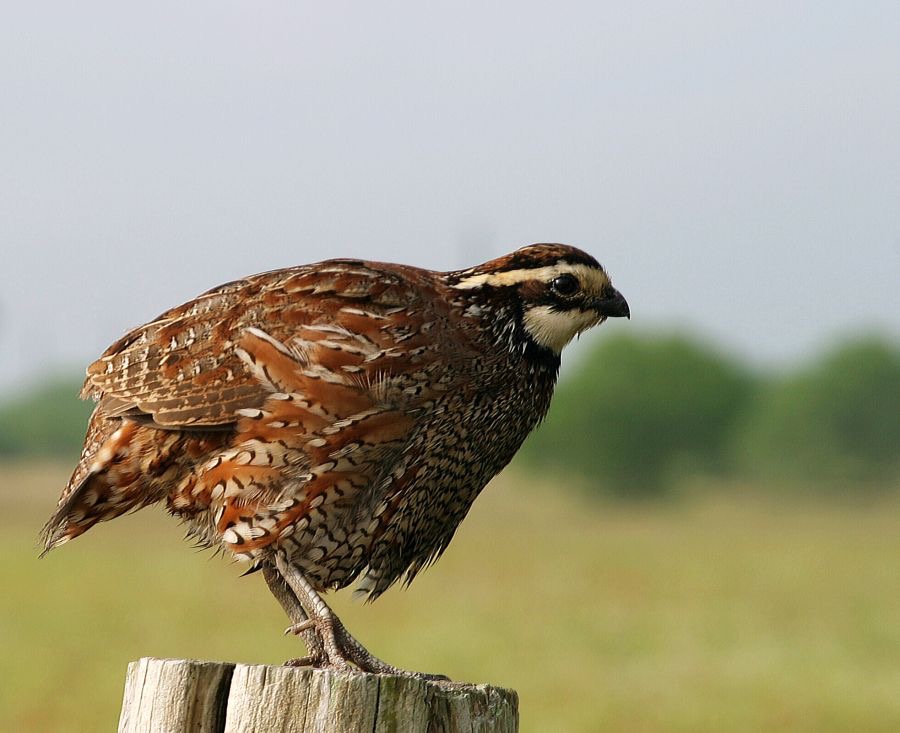 BOBWHITE. NORTHERN      Ranch.  El Canelo.jpg