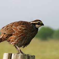 BOBWHITE. NORTHERN      Ranch.  El Canelo.jpg