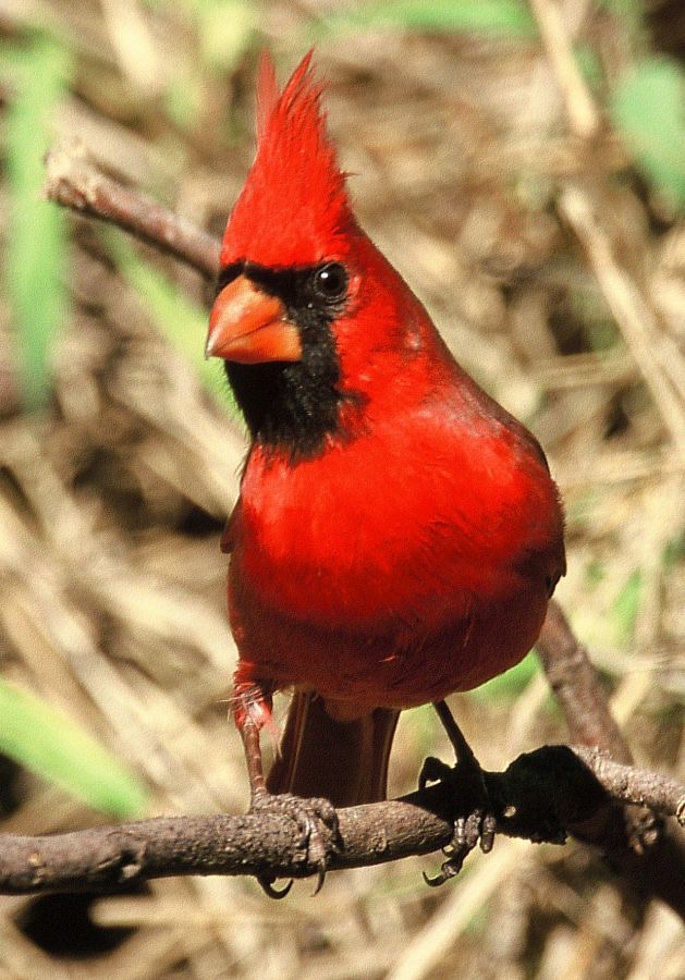 CARDINAL. NORTHERN  male Bentsen 2000.jpg