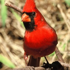 CARDINAL. NORTHERN  male Bentsen 2000.jpg