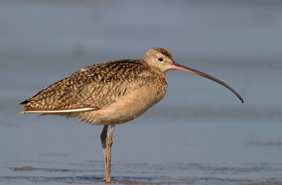 CURLEW       LONG BILLED     Bolivar. Flats.jpg