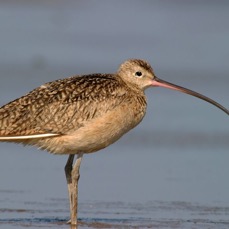 CURLEW       LONG BILLED     Bolivar. Flats.jpg