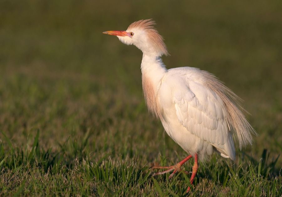 EGRET  CATTLE    breeding plumage      Bolivar. Flats..jpg