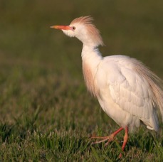 EGRET  CATTLE    breeding plumage      Bolivar. Flats..jpg