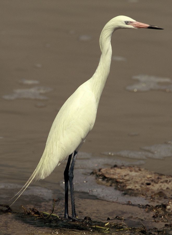 EGRET  REDDISH  White Morph  Laguna Atascosa.jpg