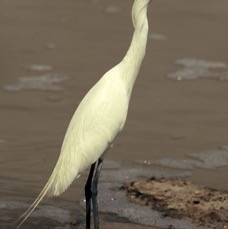EGRET  REDDISH  White Morph  Laguna Atascosa.jpg