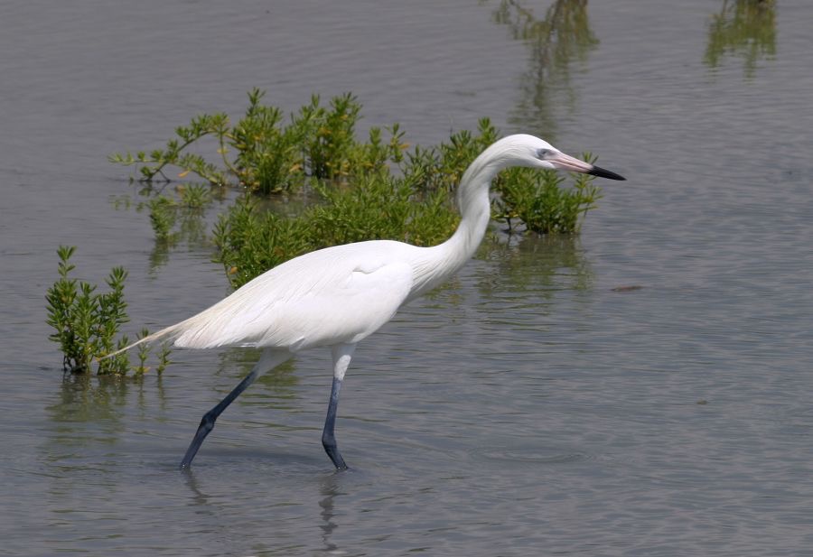 EGRET REDDISH  White Morph Laguna Atascosa.JPG