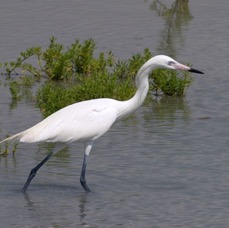 EGRET REDDISH  White Morph Laguna Atascosa.JPG