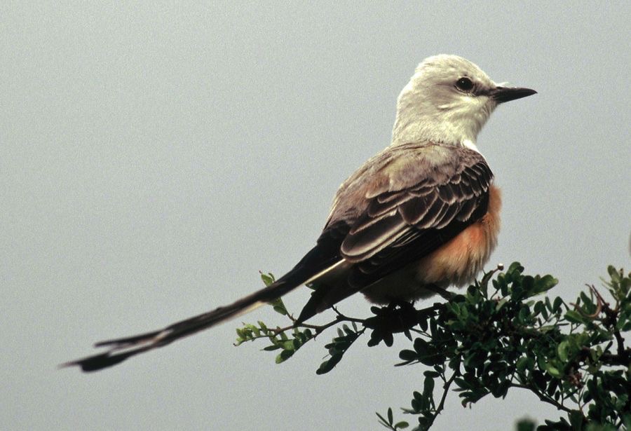 FLYCATCHER. SCISSOR-TAILED       La Joya.jpg
