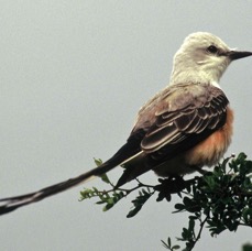 FLYCATCHER. SCISSOR-TAILED       La Joya.jpg