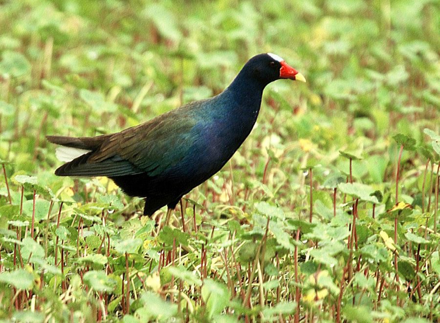 GALLINULE. PURPLE   Anahuac..jpg