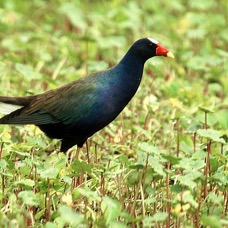 GALLINULE. PURPLE   Anahuac..jpg