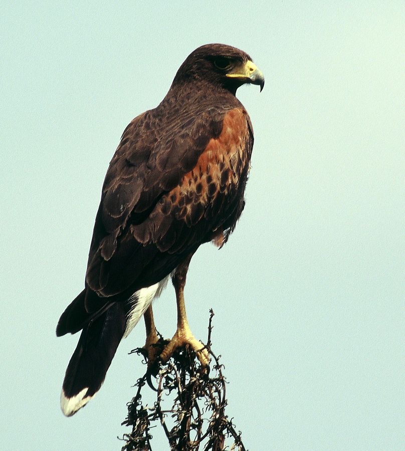 HAWK.       HARRIS    Laguna Atascosa.jpg