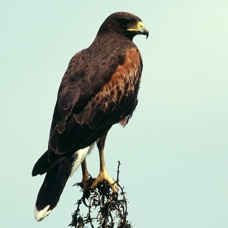 HAWK.       HARRIS    Laguna Atascosa.jpg